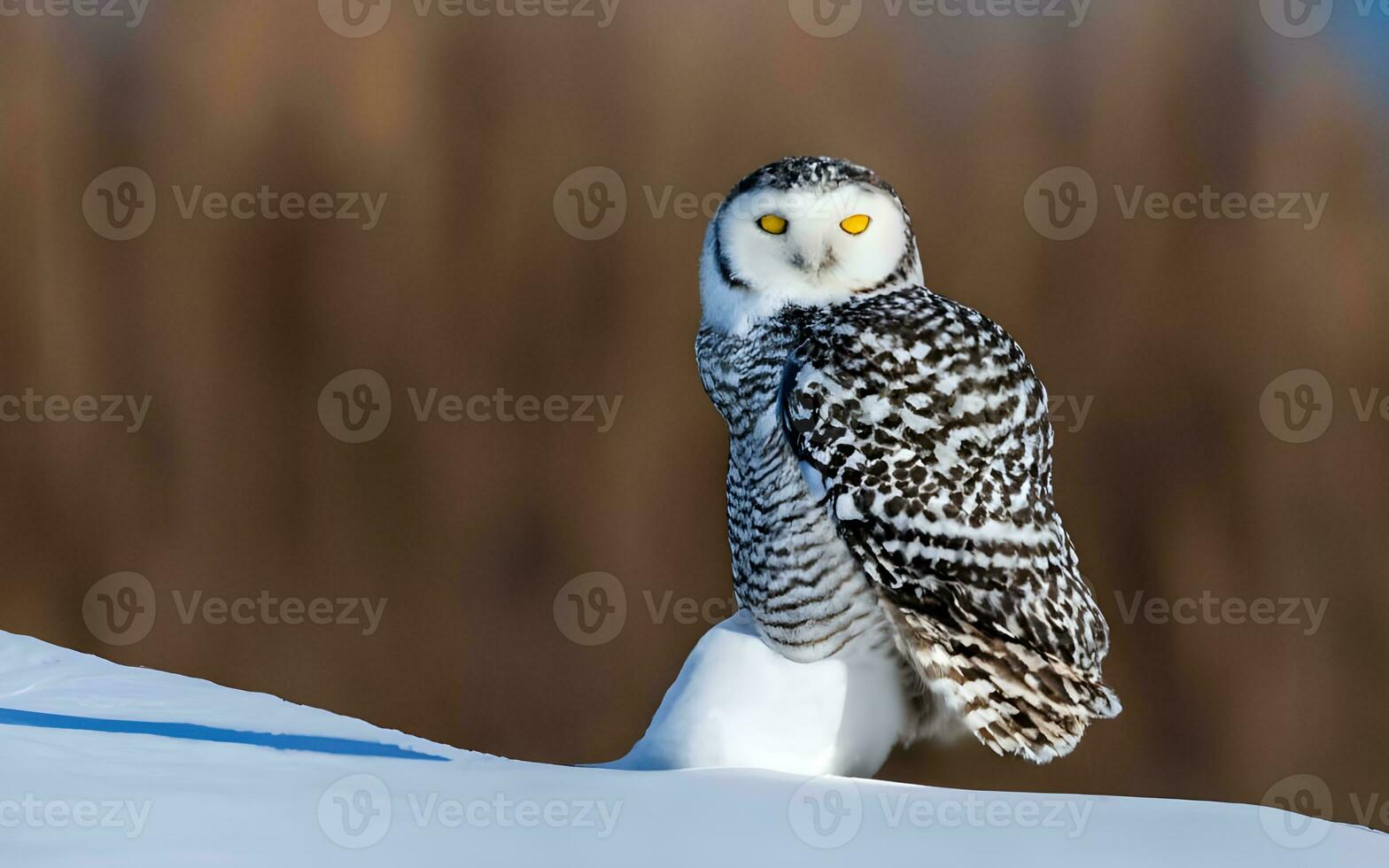 Snowy Elegance, A Striking Portrait of a Majestic Snowy Owl Amidst the Pristine Blanket of a Winter Wonderland. AI Generated photo