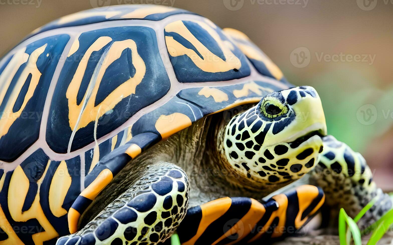 Unveiling Nature's Masterpiece, The Exquisite Intricacies of a Sea Turtle's Shell in Stunning Detail. AI Generated photo