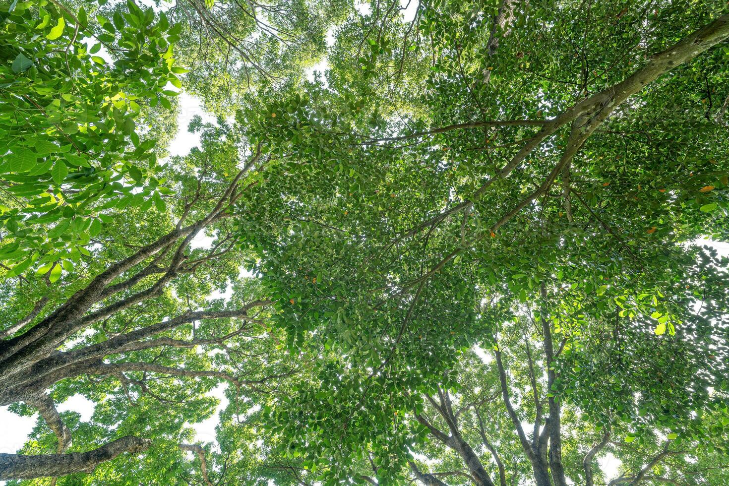 Forest, lush foliage, tall trees. Tree with green leaves and sun light. Bottom view background. Tree below photo