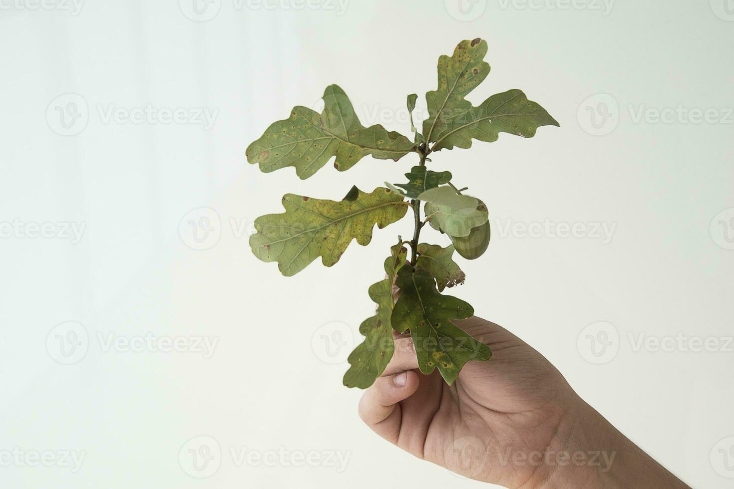 autumn green oak branch with an acorn held by a boy's hand on a white background, photo