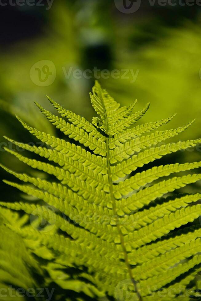 delicado verde rama de helechos en contra un oscuro primavera bosque fondo, foto