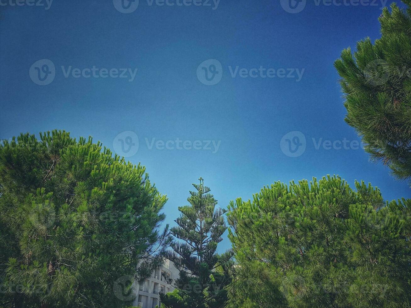 calm summer background with a cloudless blue sky and green trees photo