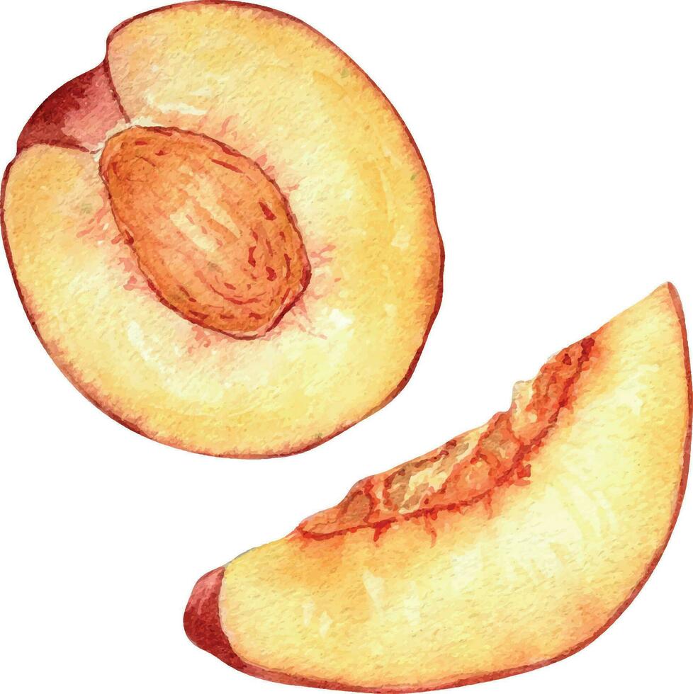 Fresh half red peach watercolor illustration isolated on white. Hand drawn slice, piece orange fruit nectarine. Painting food illustration, design element for package, label. vector