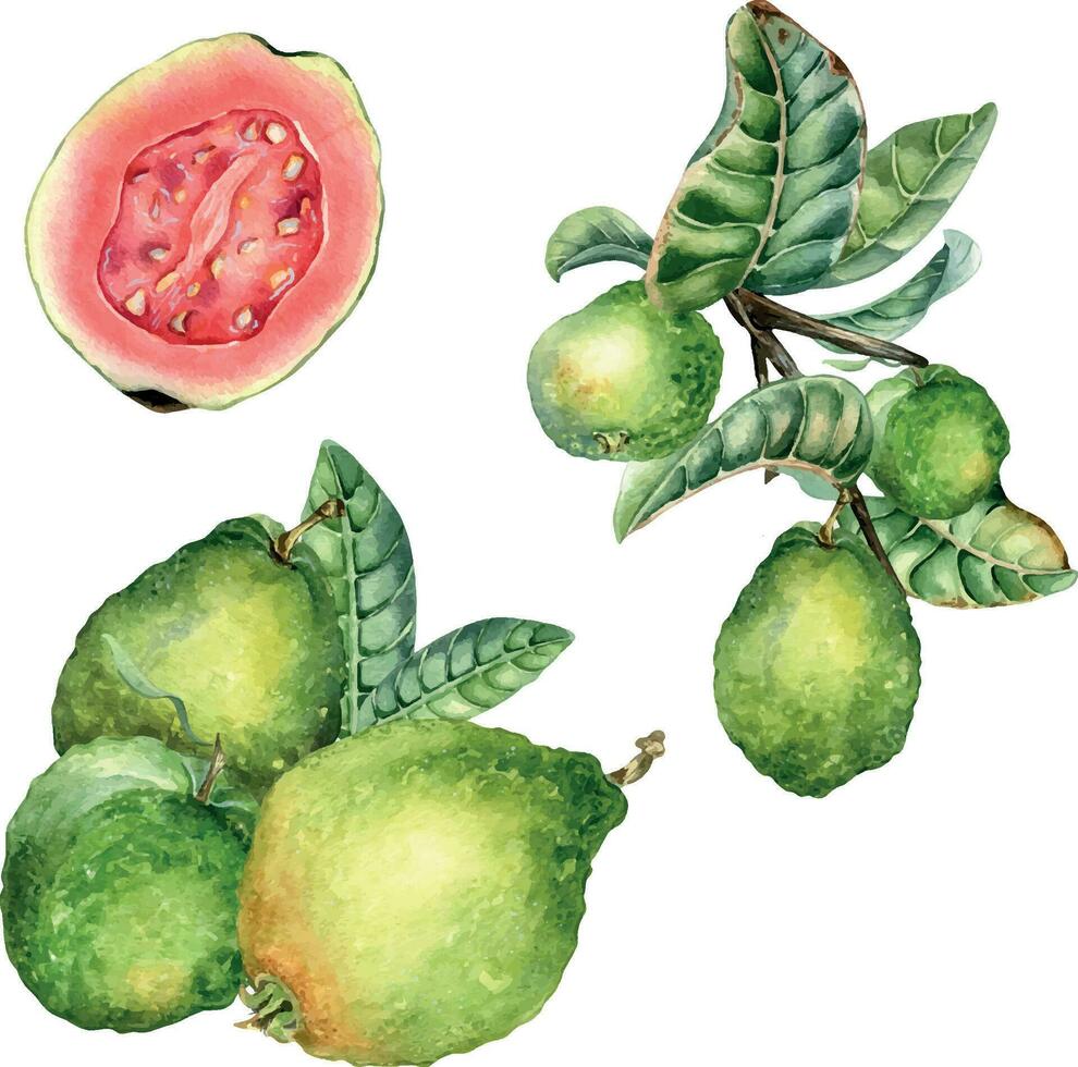 Set with branch of tree and composition of guava fruits whole watercolor illustration isolated on white. Green leaves, guajava, sliced hand drawn. Design for wrapping, packaging, label, poster. vector