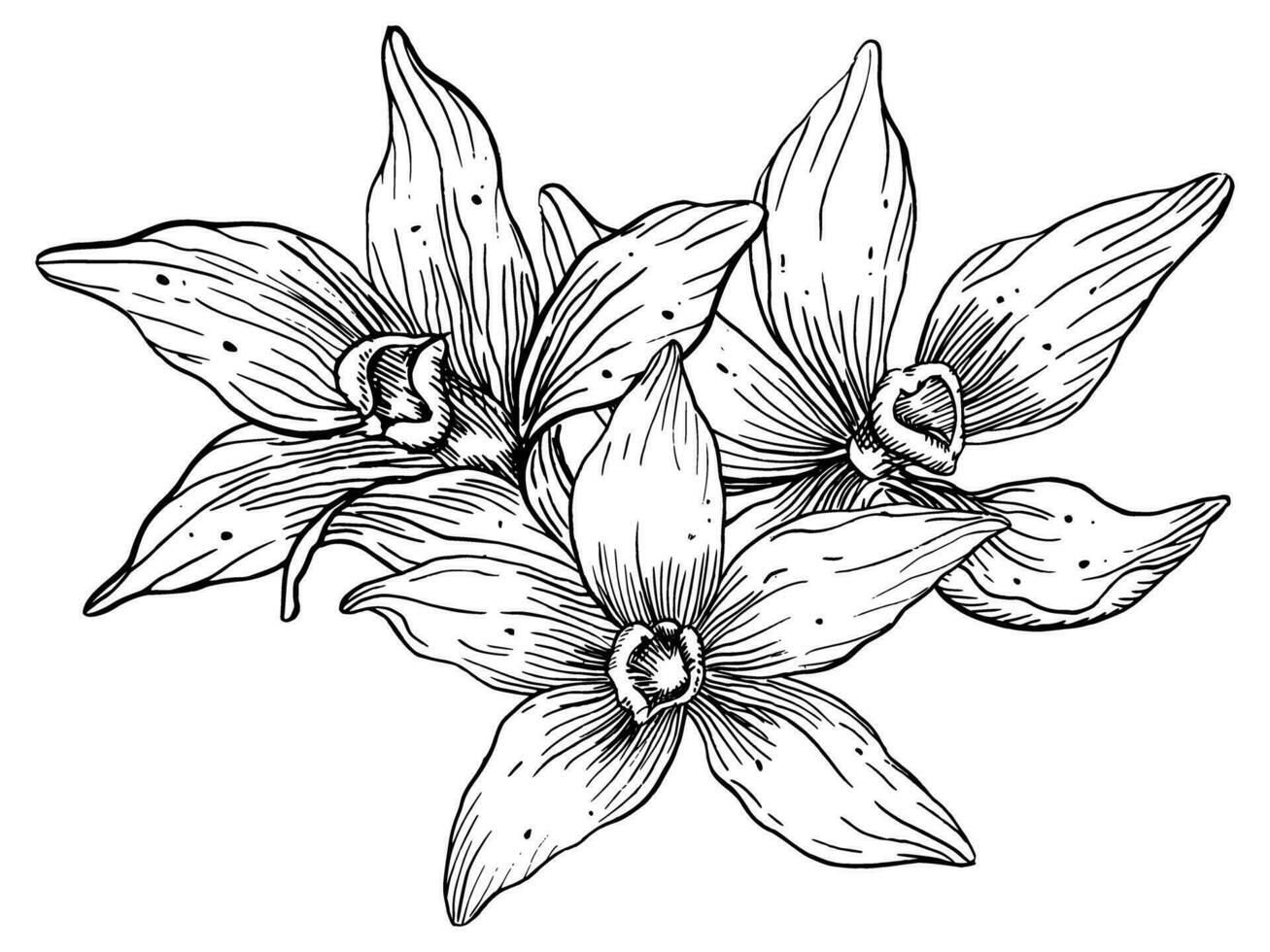 vainilla flores mano dibujado vector floral ilustración de orquídeas en blanco aislado antecedentes. comida ingrediente para aroma terapia. herbario especias para comida etiqueta. línea Arte dibujo para esencial aceite.