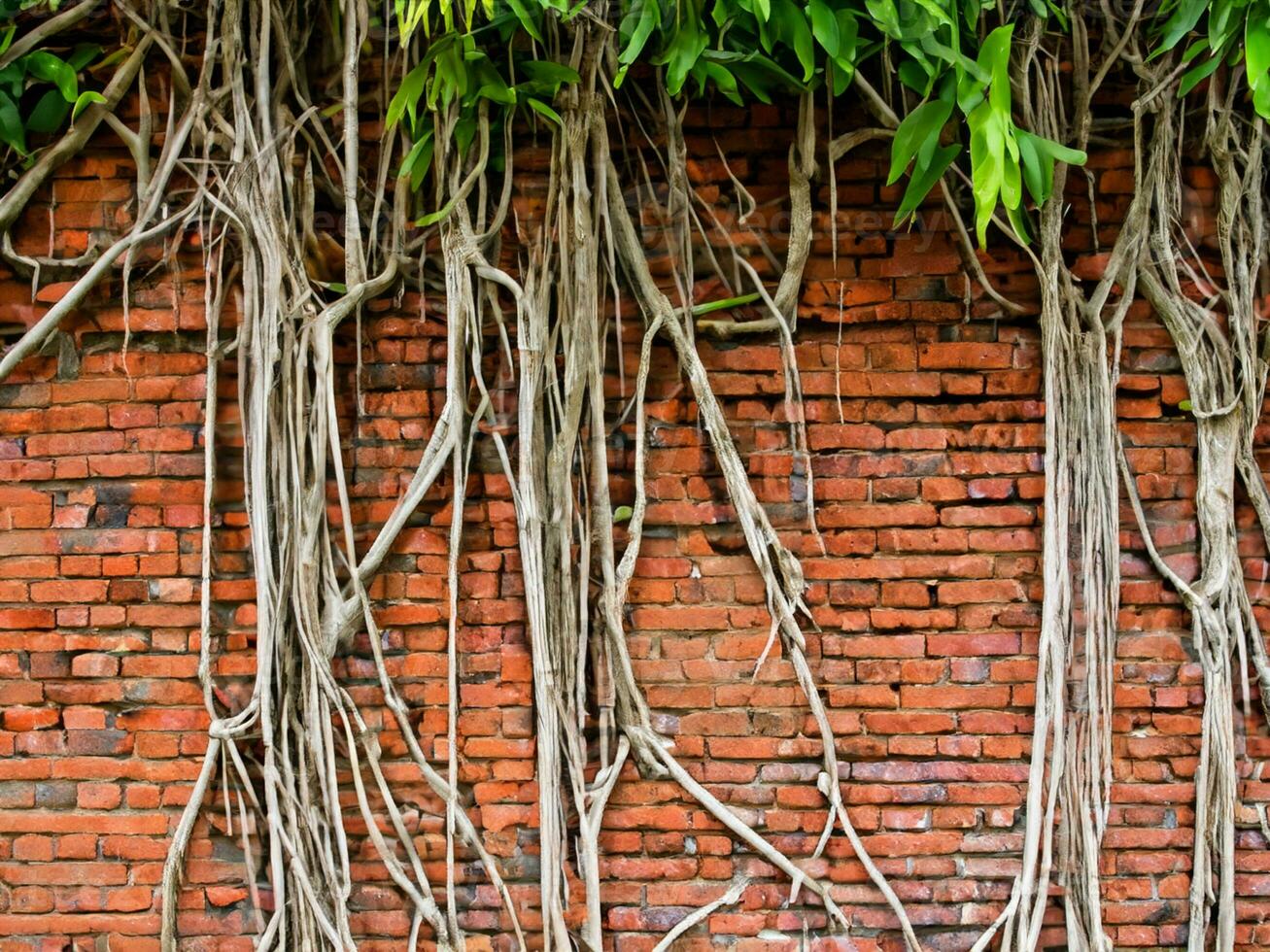 antiguo árbol con ladrillo pared antecedentes foto