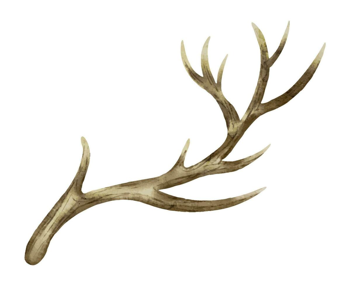 Deer Horn on a white isolated background. Watercolor illustration of reindeer Antler. Hand drawn clip art of dry bare branch. Drawing of buck stag part of skull. Sketch of brown leafless bough vector