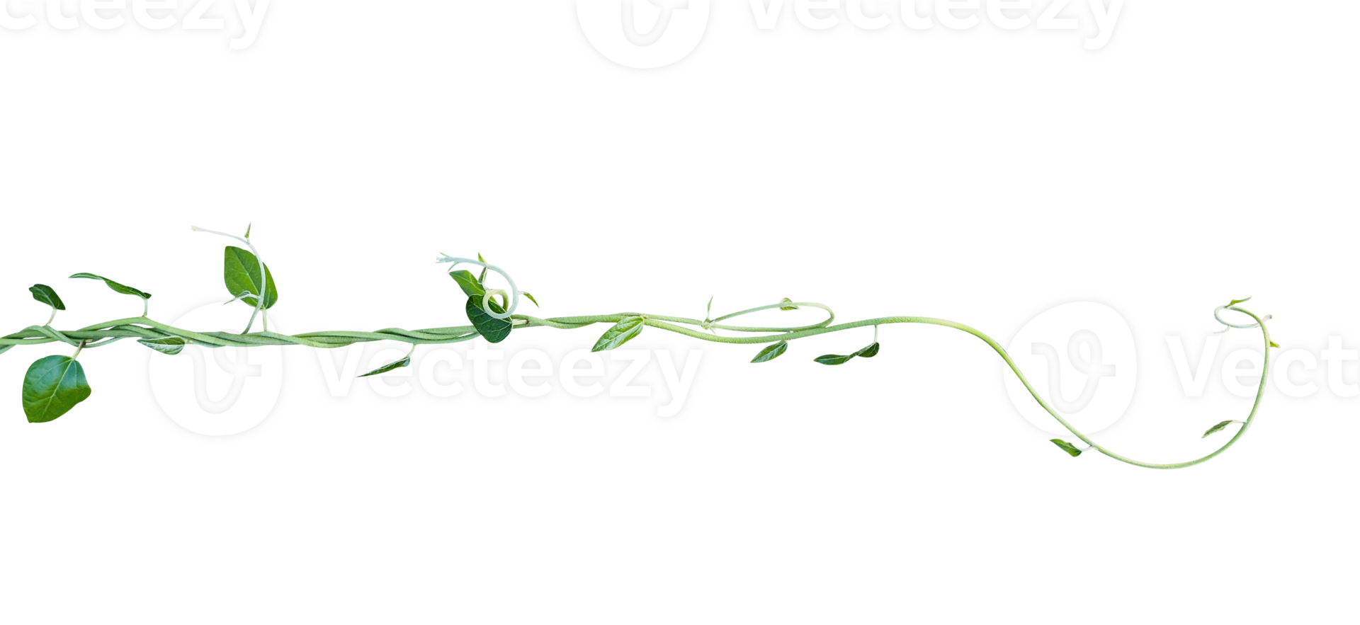 Young plant creeper with leaf isolated png
