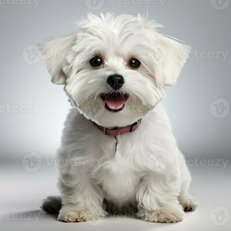 cute white maltese dog ai photo