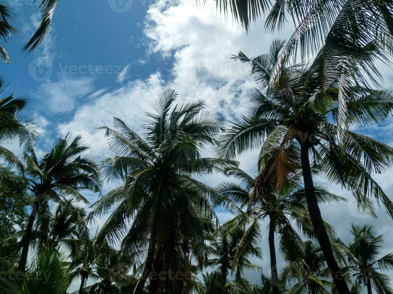 verde palma hojas. bajo ángulo vista. tropical selva de palma arboles en azul cielo antecedentes. foto