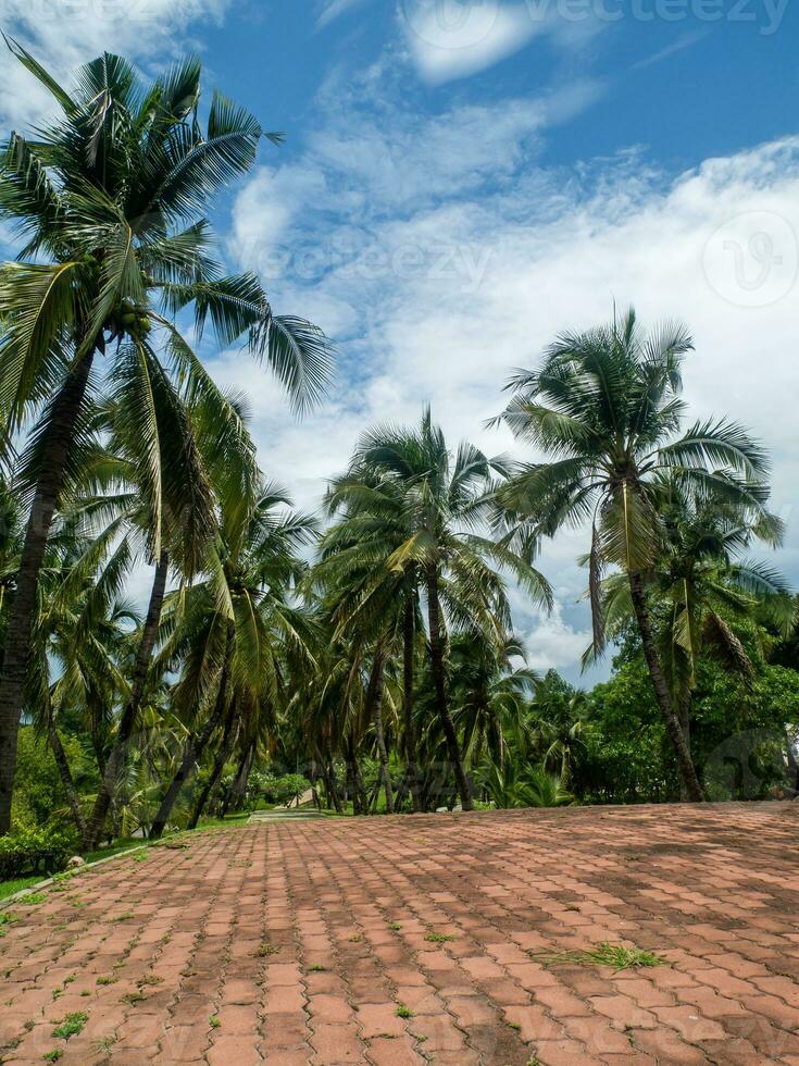 Green palm leaves. Low angle view. Tropical jungle of palm trees on blue sky background. photo