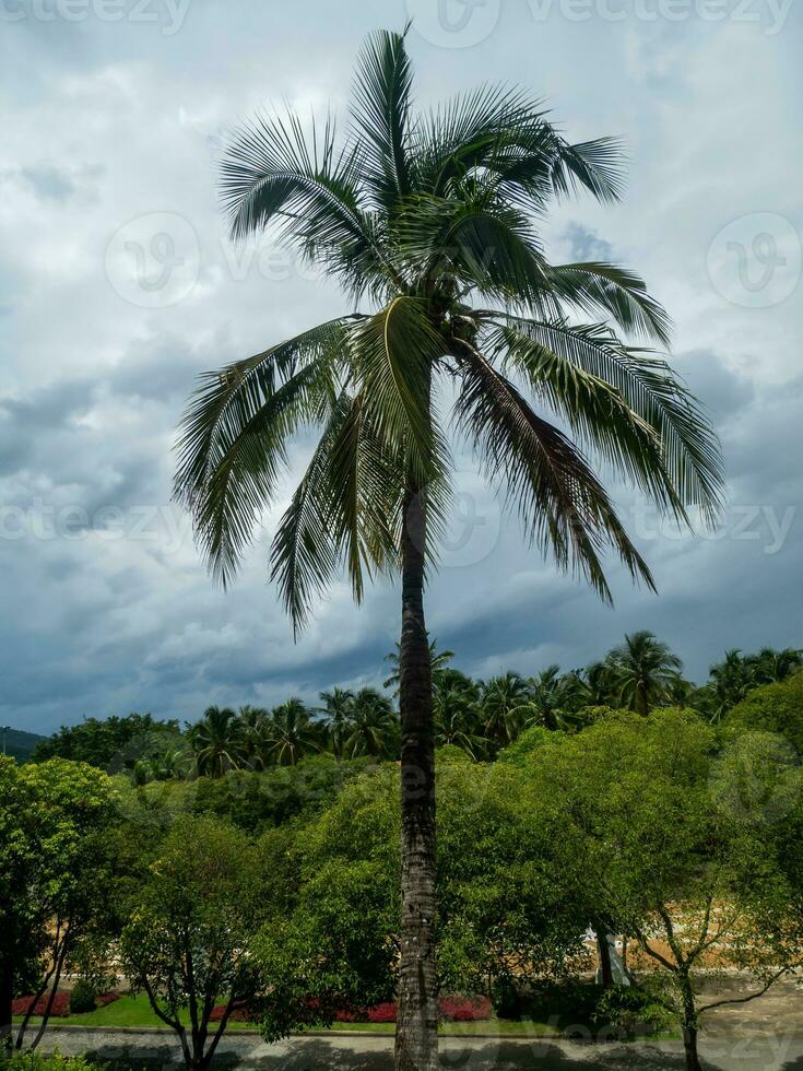 Green palm leaves. Low angle view. Tropical jungle of palm trees on blue sky background. photo