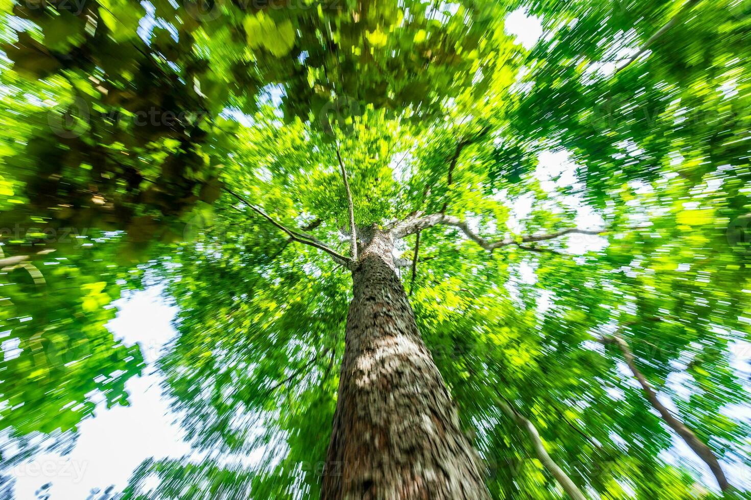 Blurry motion of green tree with zoom out technique. photo