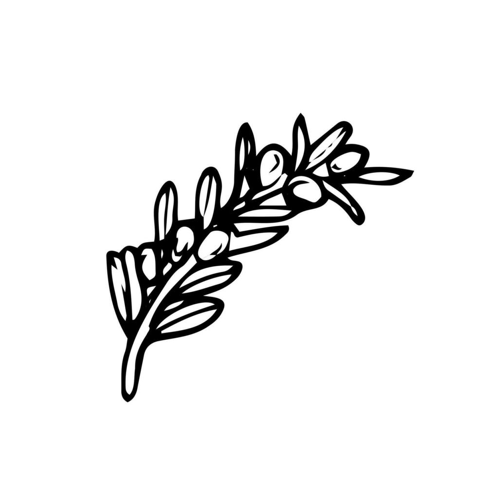 Hand drawing olive branch. Hand drawn stick of oliva. Decorative olives sketch. Herb leaf outline. Vector illustration.