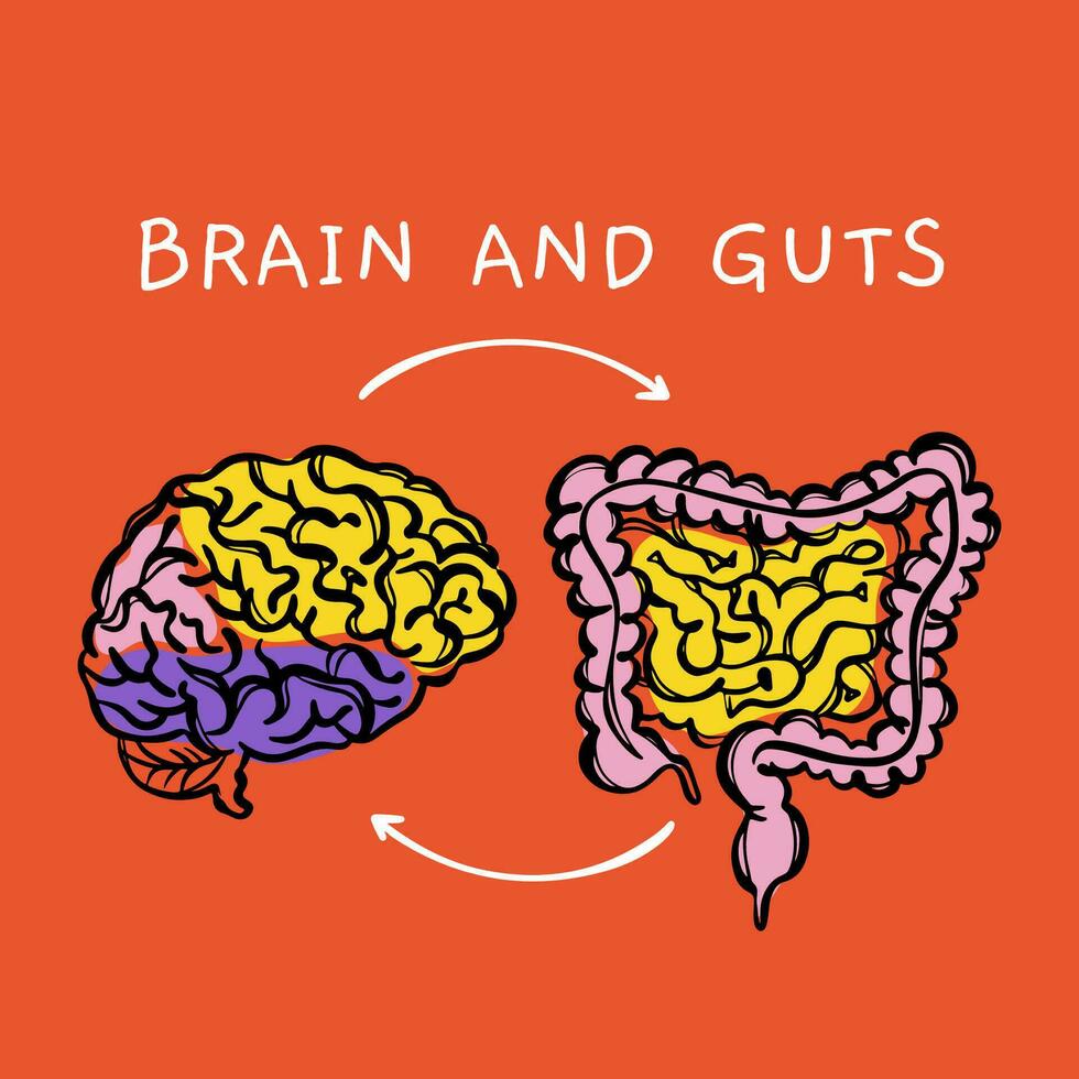 BRAIN AND GUTS Diagram Of Interaction Of Human Organs Vector