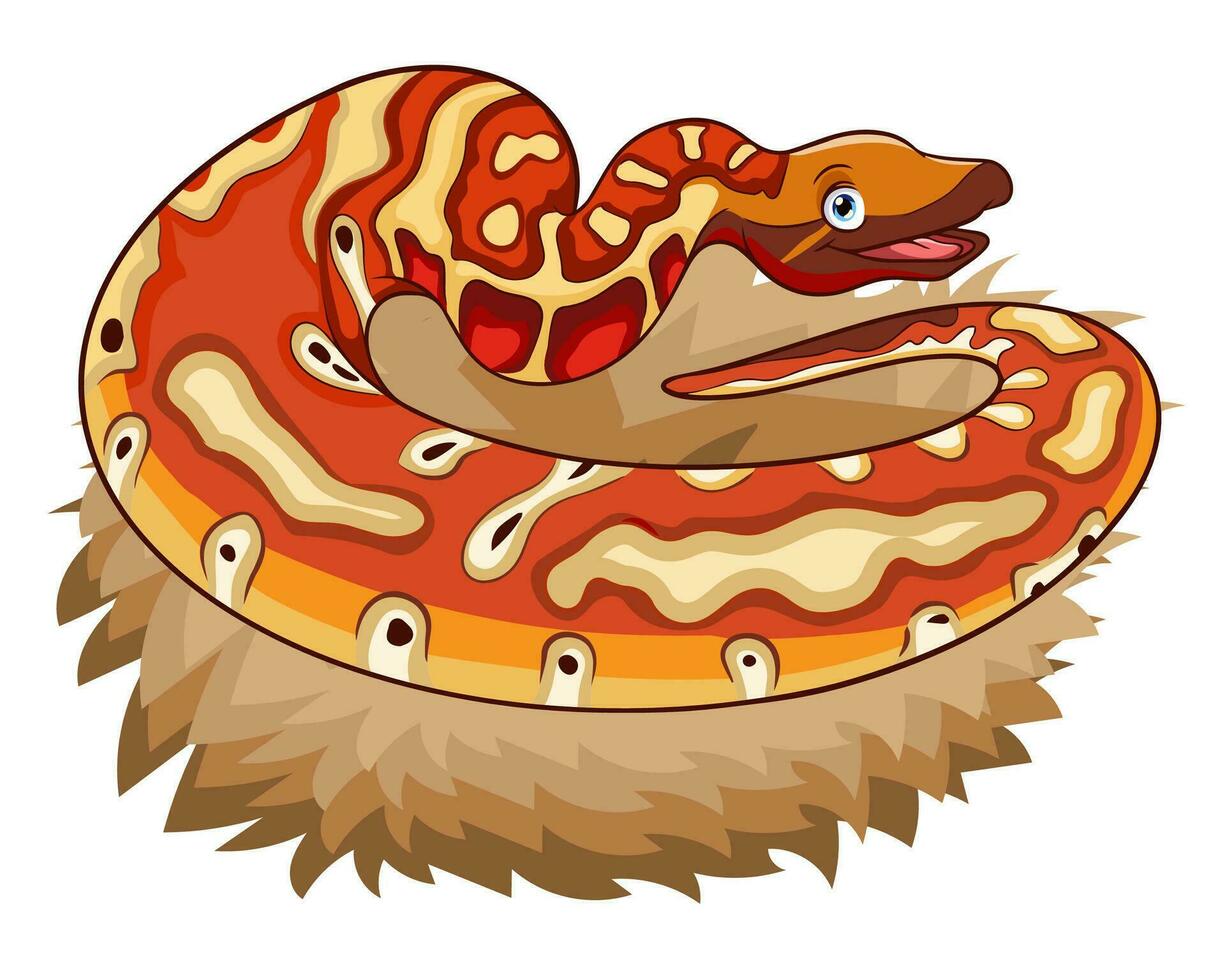 Cartoon Blood python snake isolated on white background vector