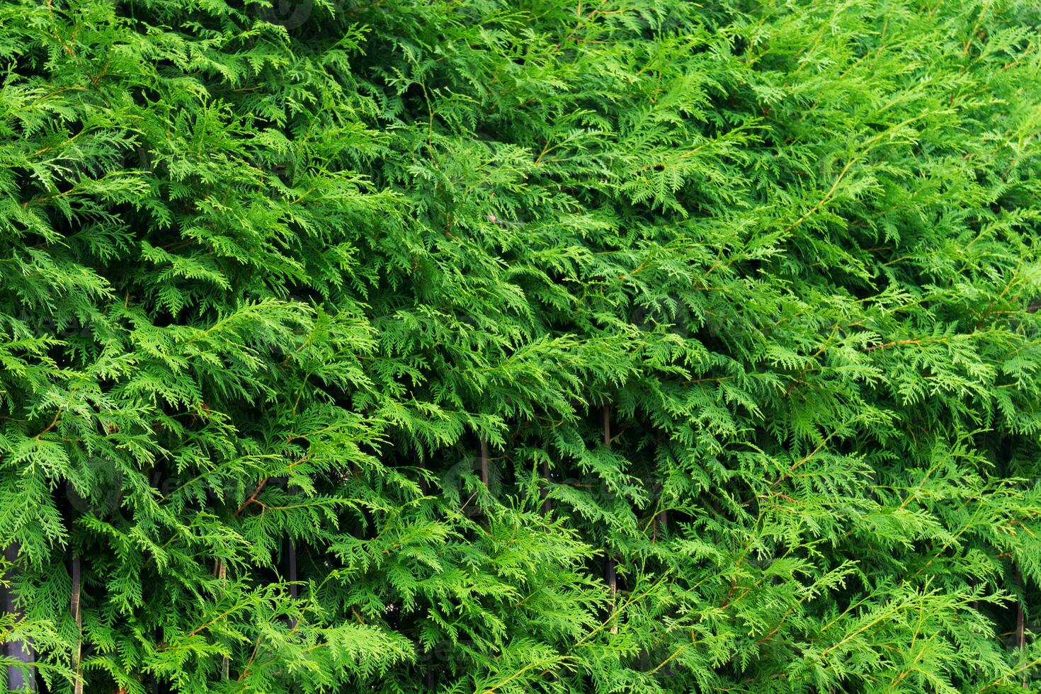 Green background made of fresh plants. Natural texture photo