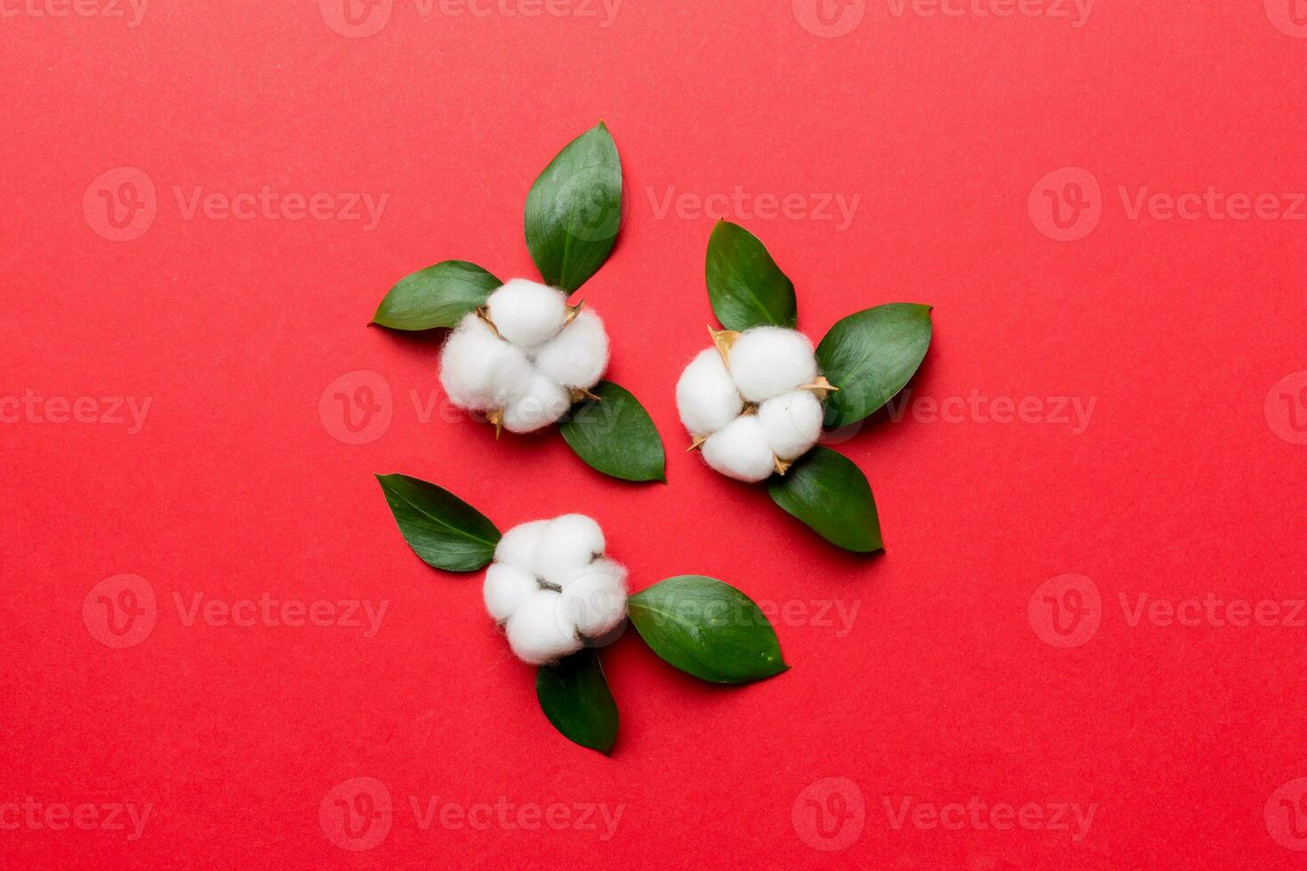 Autumn Floral Flat lay background composition. Dried white fluffy cotton flower branchwith green leaf top view on colored table with copy space photo