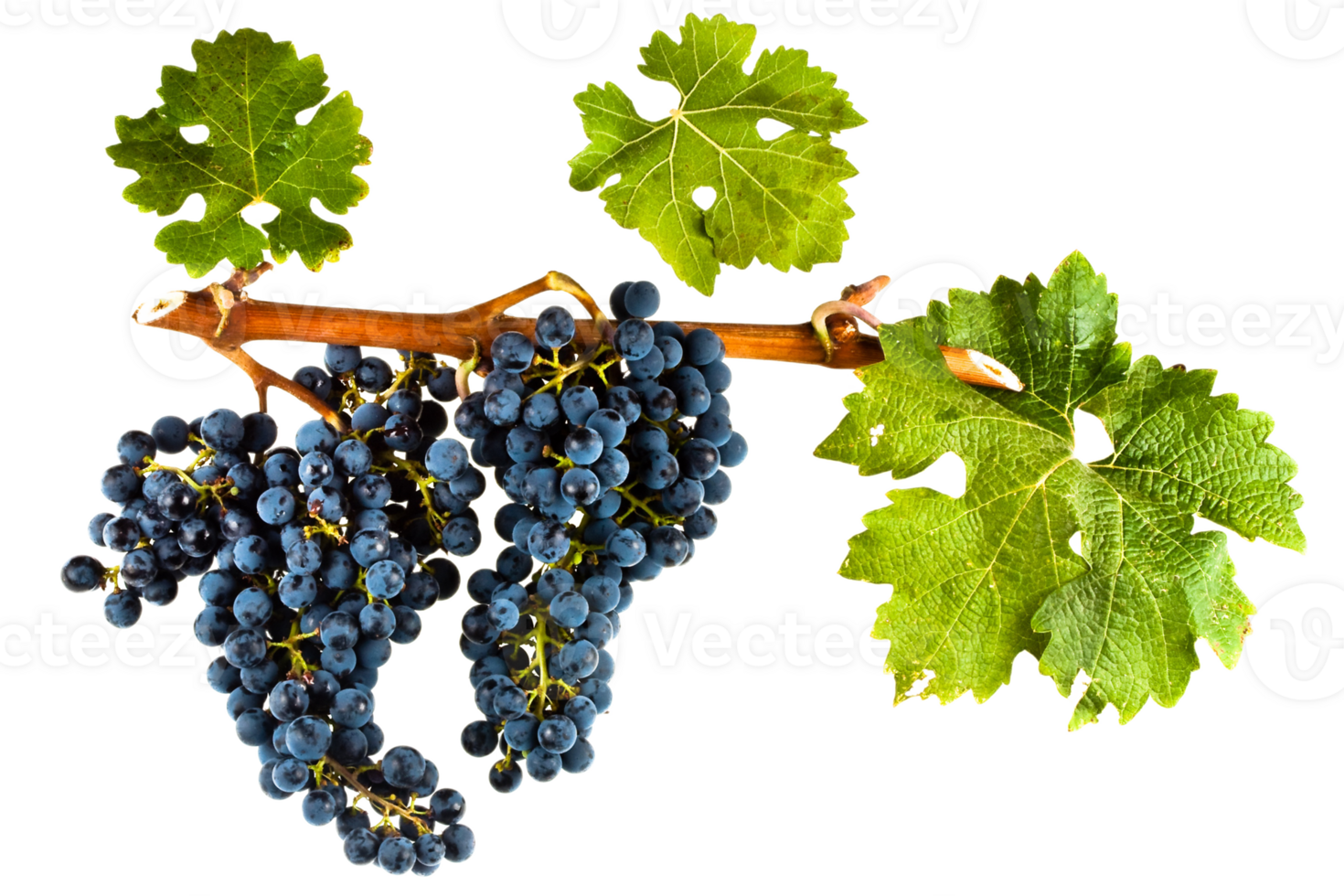 Grapes png transparent background