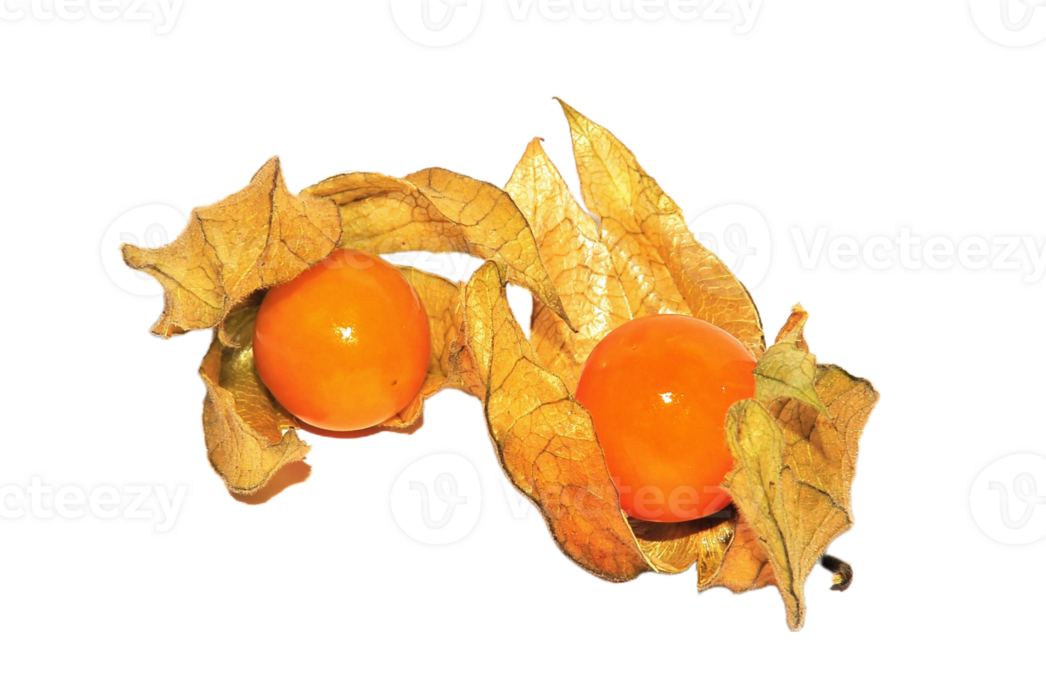 physalis png transparent background