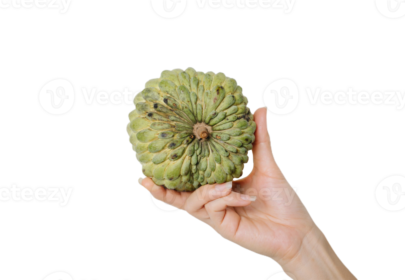 custard apple png transparent background