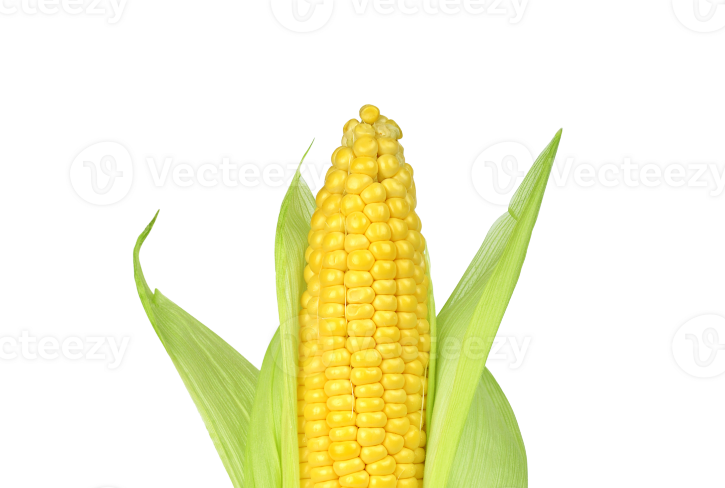 corn png transparent background