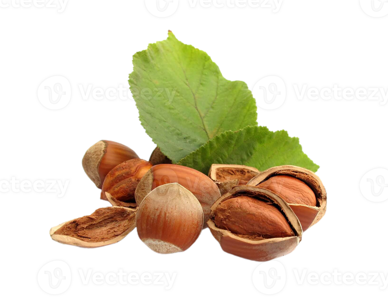 Hazelnut png transparent background