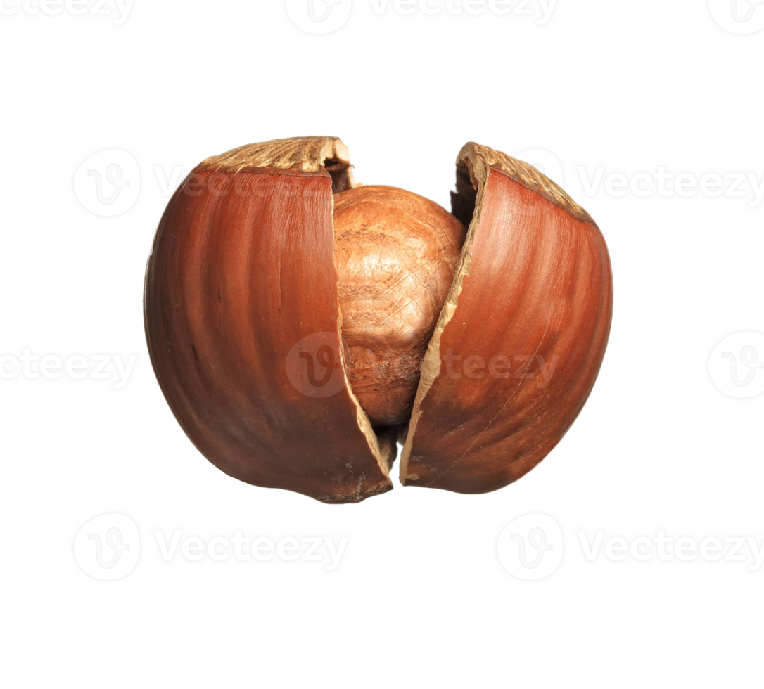 Hazelnut png transparent background