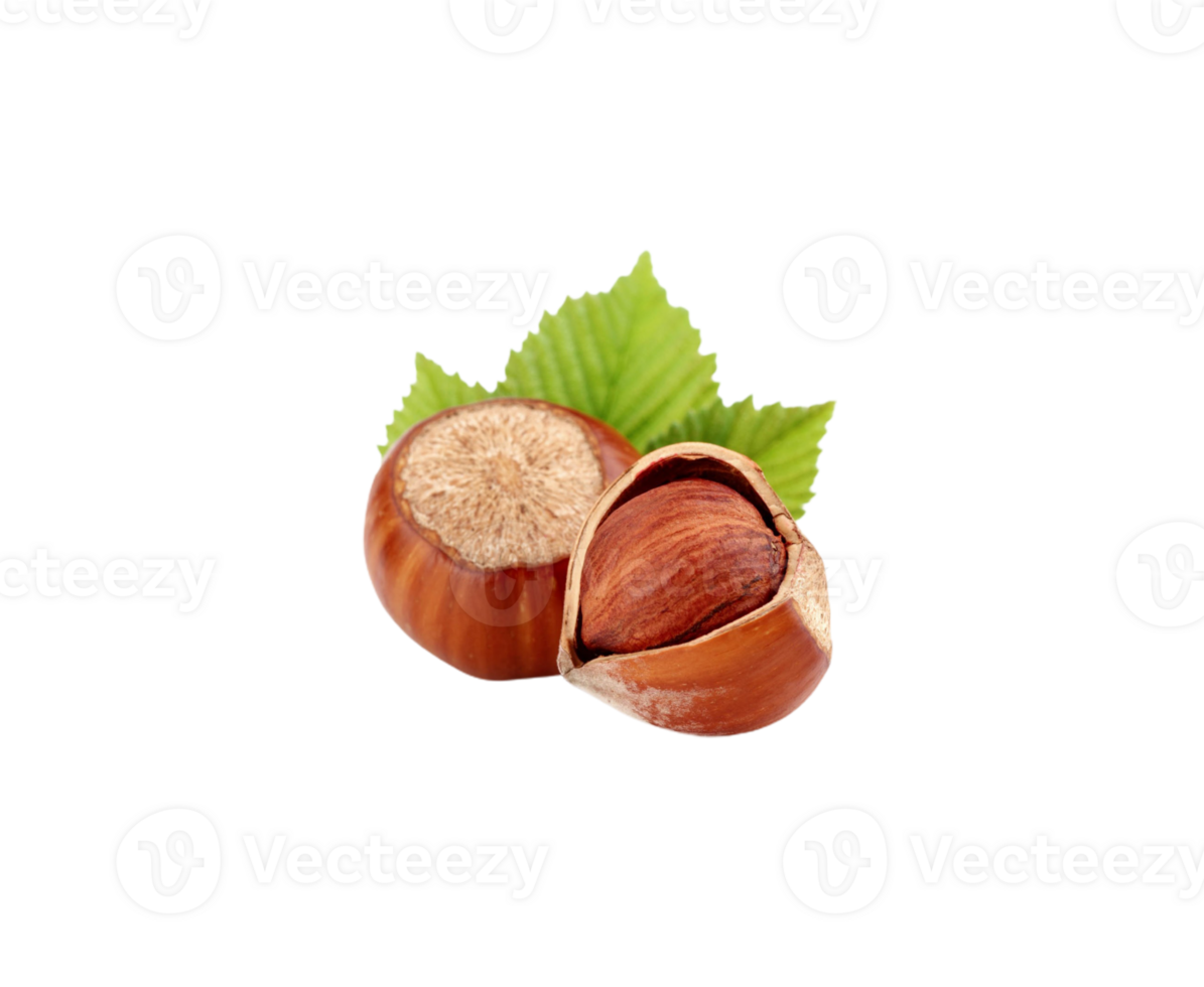 Hazelnut png transparent background
