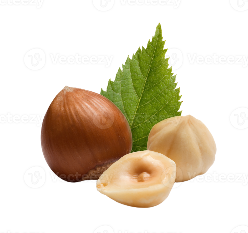 Hazelnut png transparent background