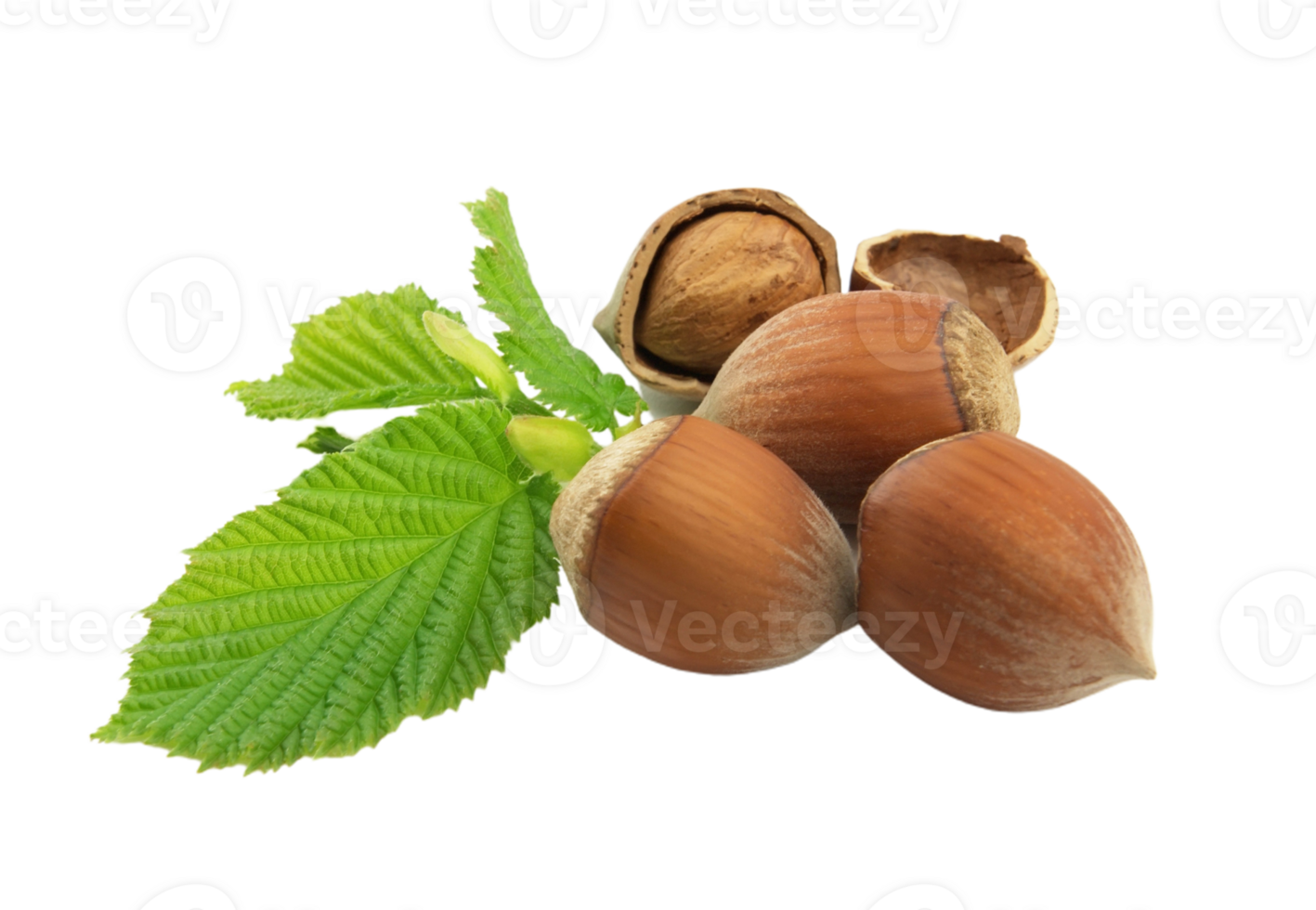 Hazelnut png transparent background