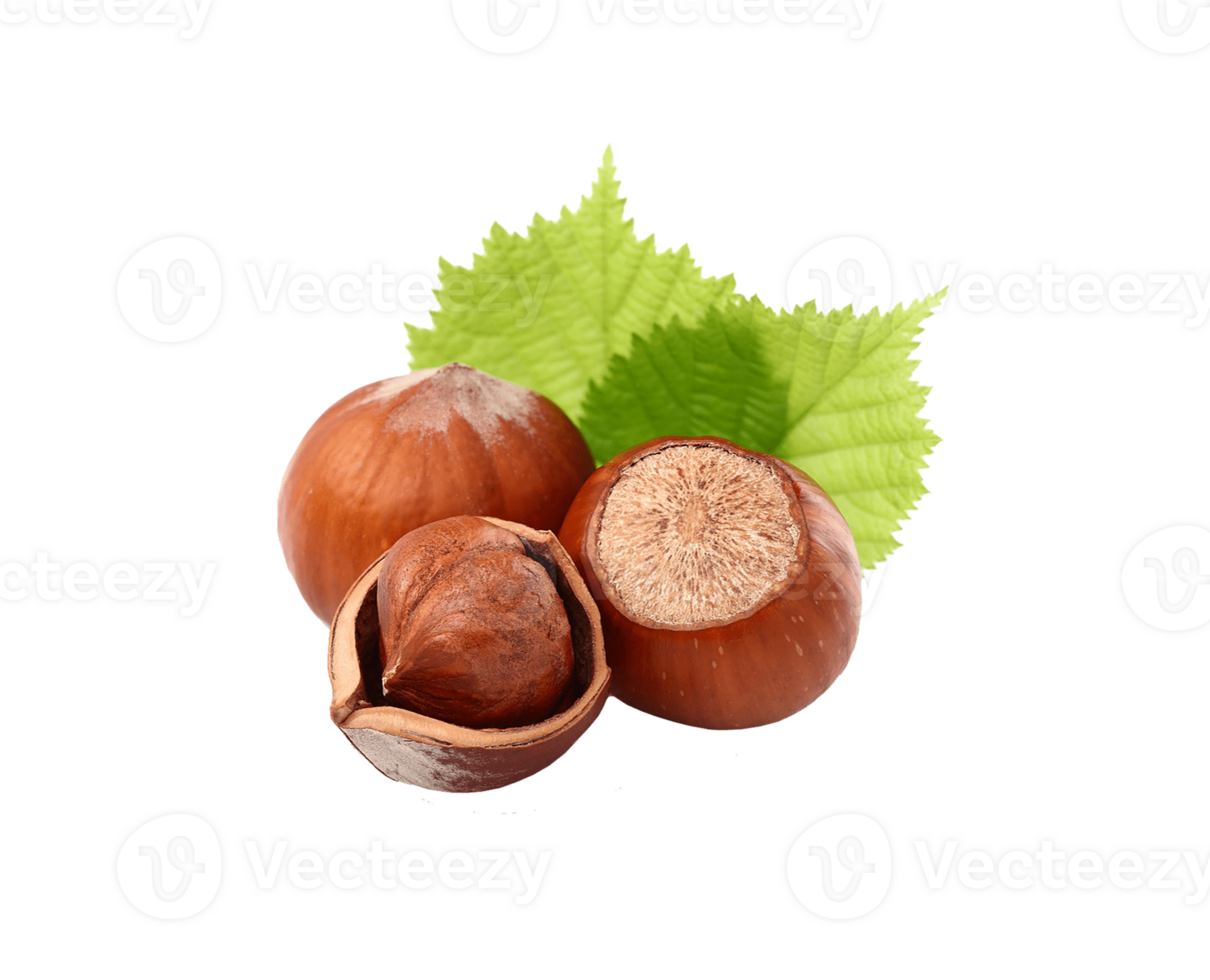 Hazelnut png transparent background