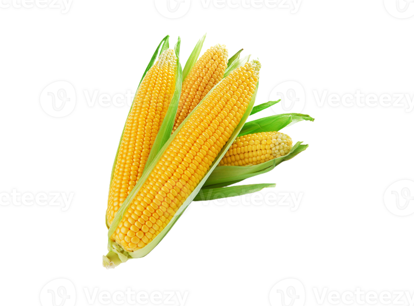 corn png transparent background