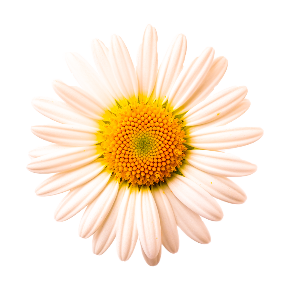 Chrysanthemum in Full Bloom Generative Ai png