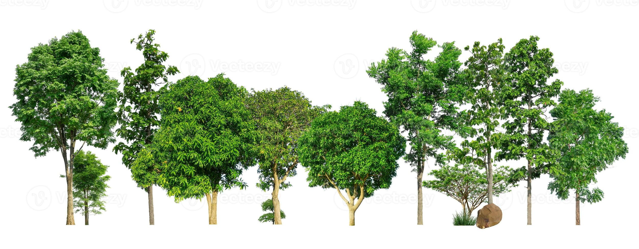 Green trees isolated on white background. forest and leaves in summer rows of trees and bushes photo