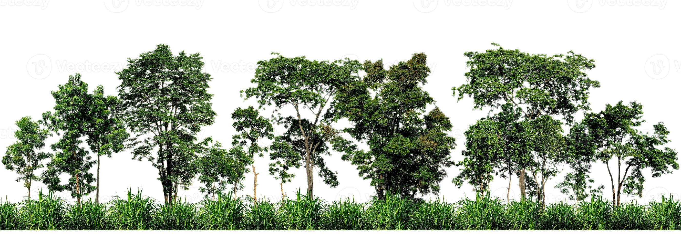 Green trees isolated on white background. forest and leaves in summer rows of trees and bushes photo