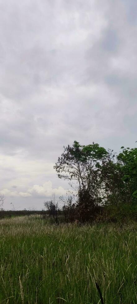 Photo of Grass and Cloudy Sky