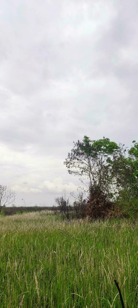 Photo of Grass and Cloudy Sky