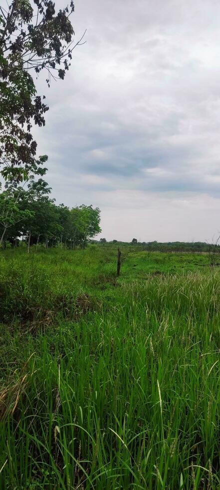 Photo of Grass and Cloudy Sky