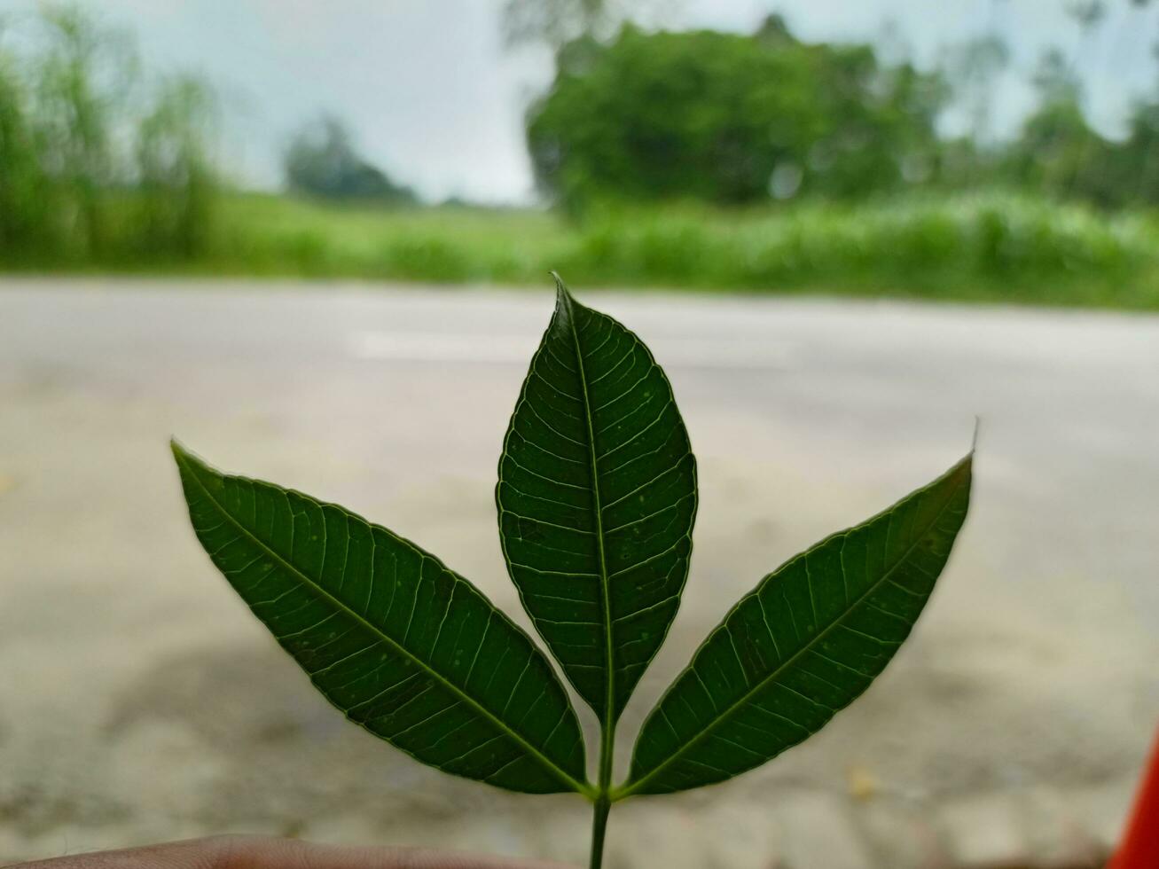 Forest jungle deep tree grows from unique spacial tree photo