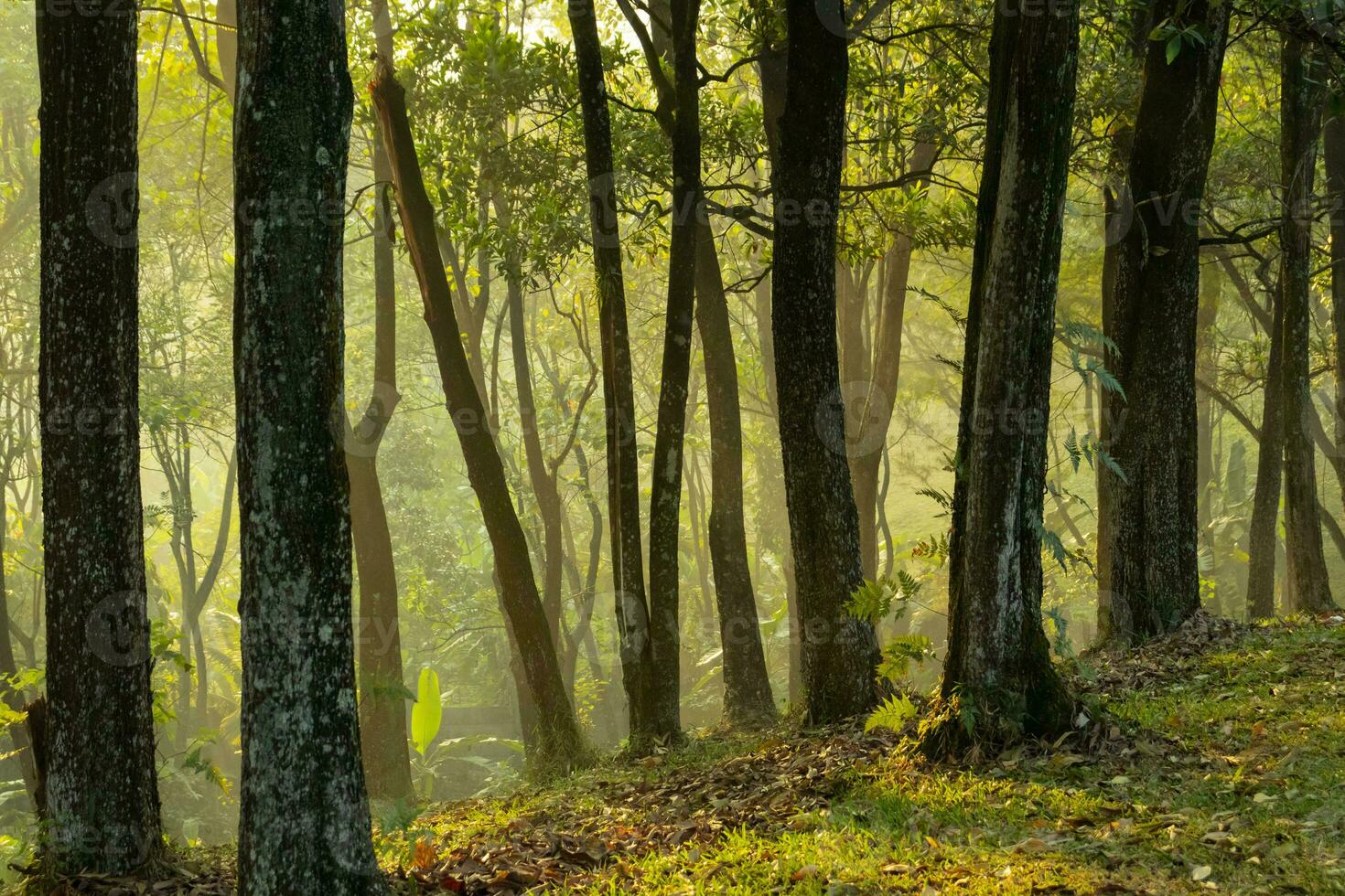 Trees in the foggy morning, after some edits. photo