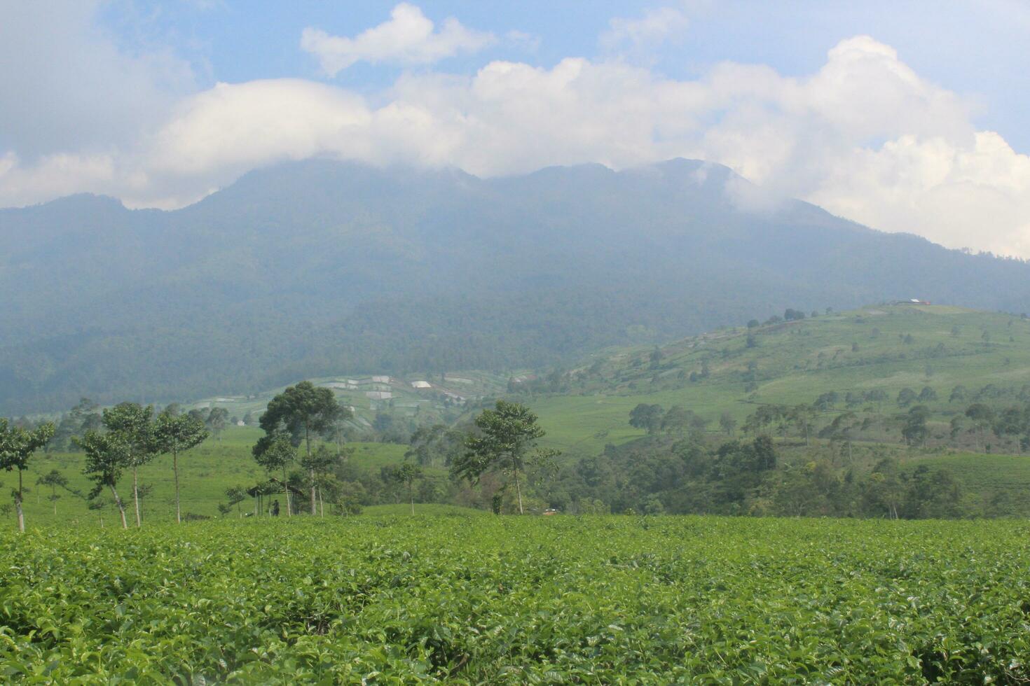 un té plantación con un ver de el montañas detrás foto