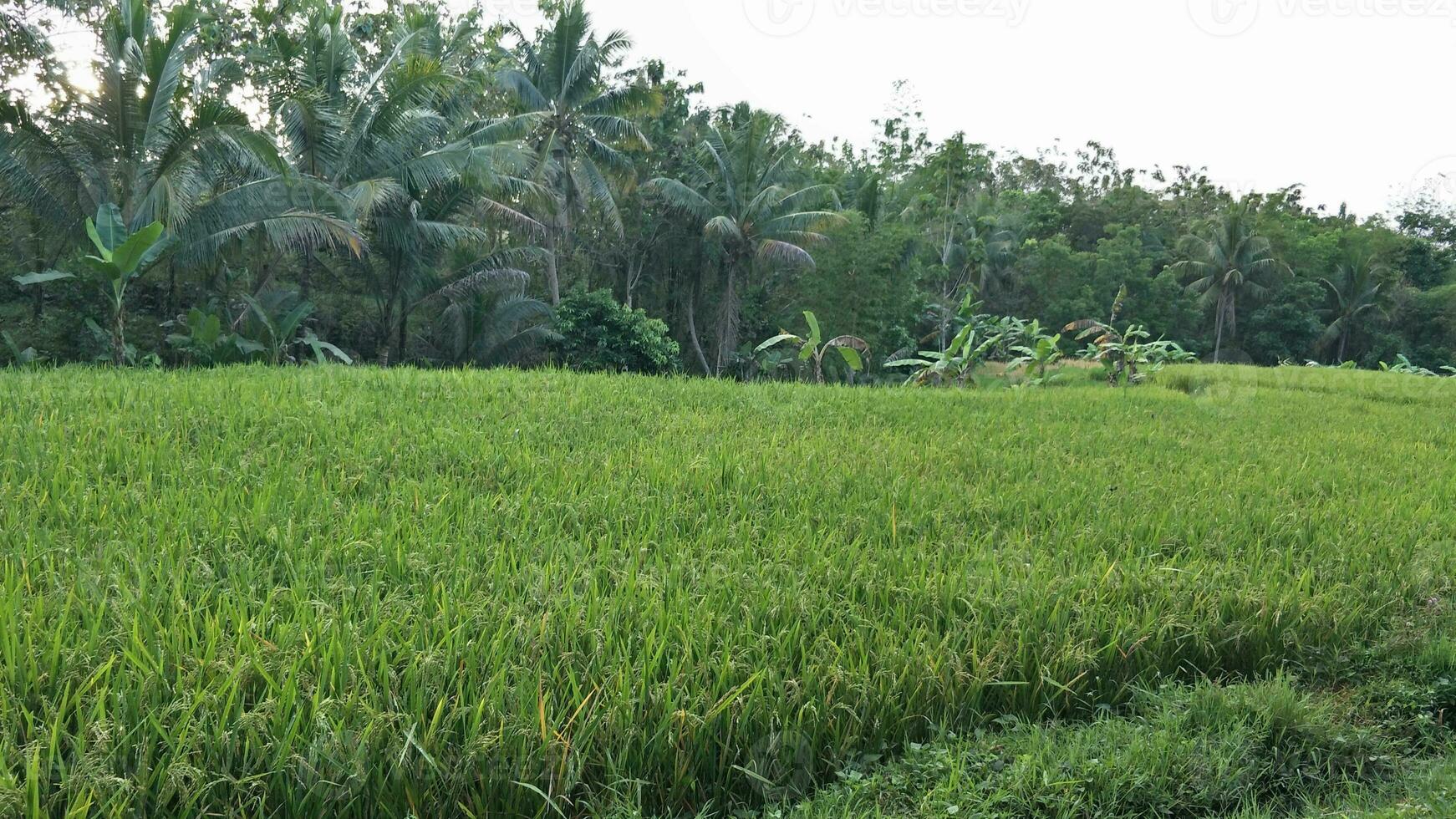 un ver de el arroz campos con joven arroz plantas. forrado con Coco arboles a el espalda foto