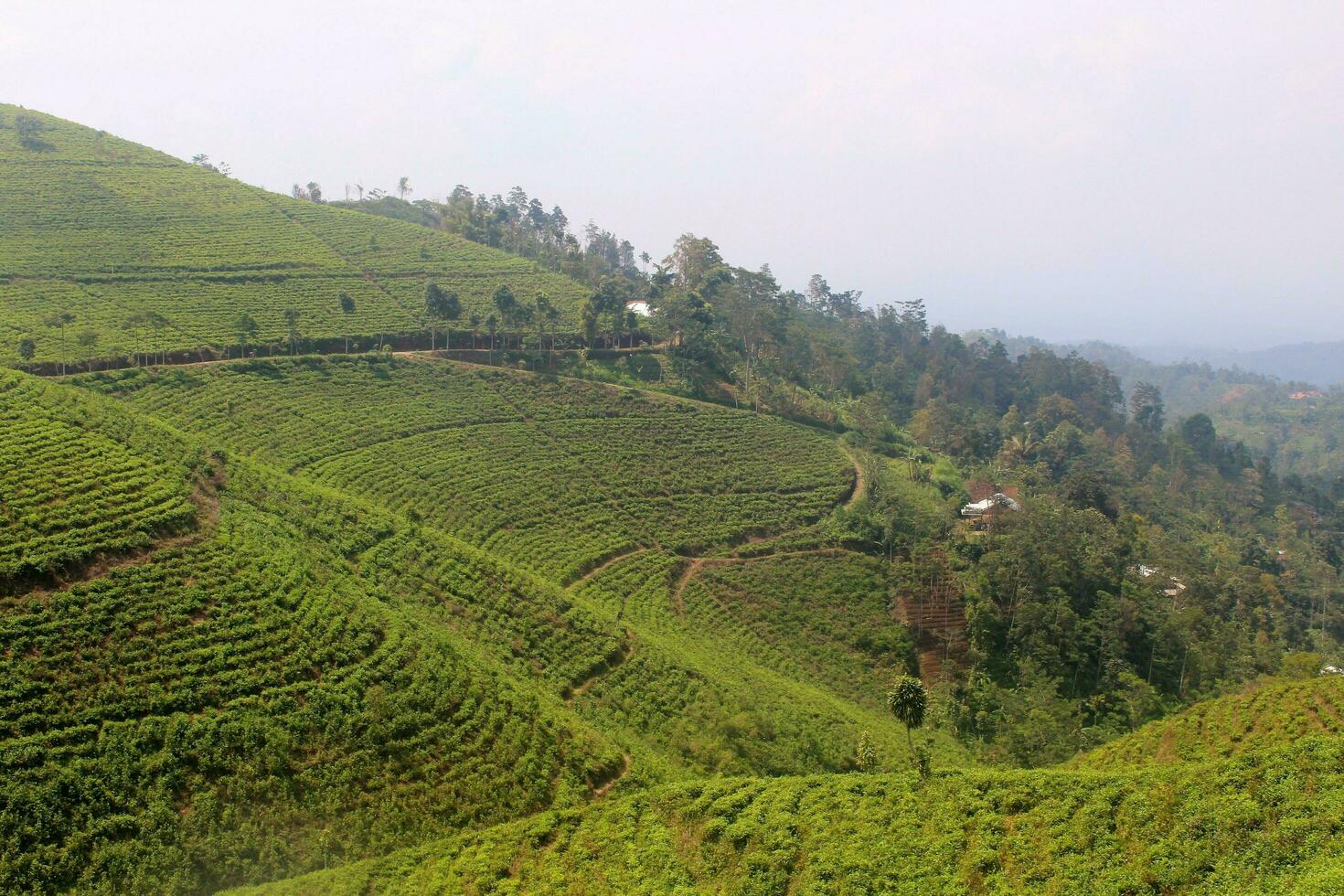 té plantación en el pendientes de montar leyu foto