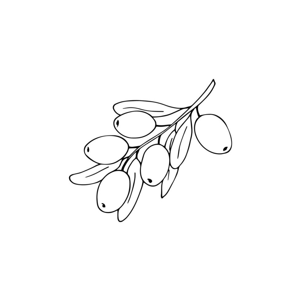 Hand-drawn olive branch with leaves and fruits. isolated vector illustration