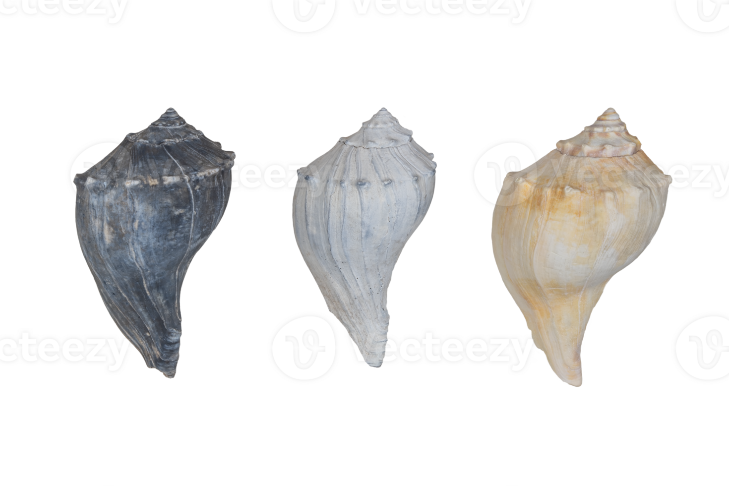 Three Isolated Conch Shells PNG