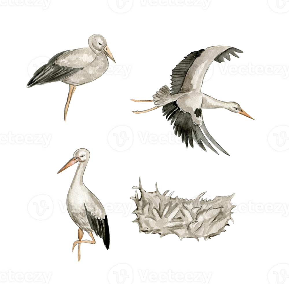 Watercolor hand drawn stork bird . png