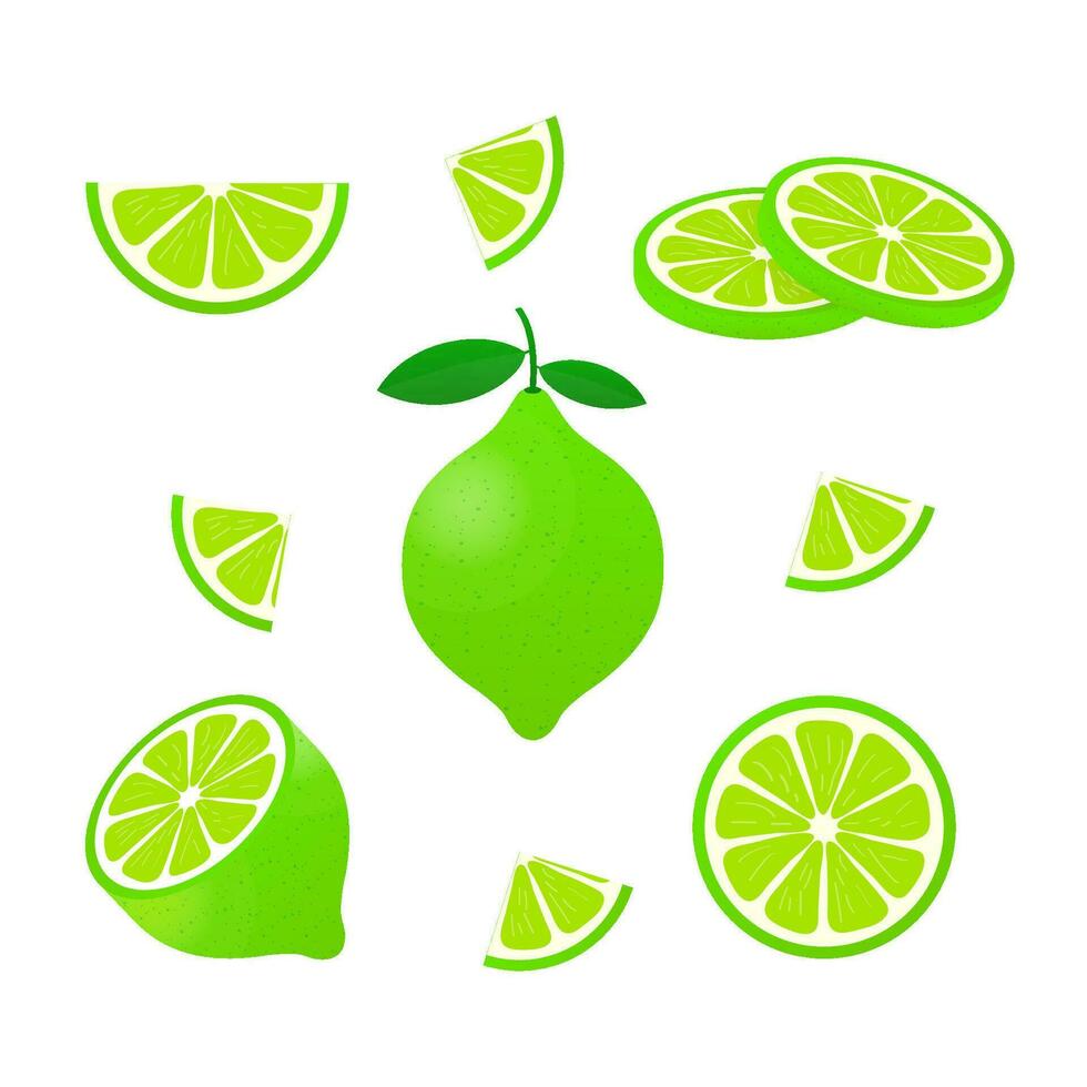 Lime with green leaves, slice citrus isolated on white background. Vector stock illustration.