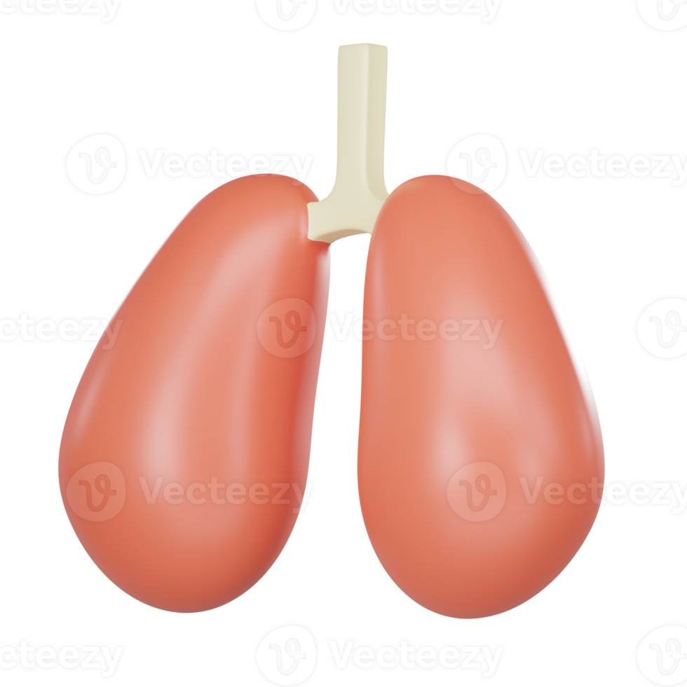 3d médico anatomia humano pulmão órgão png