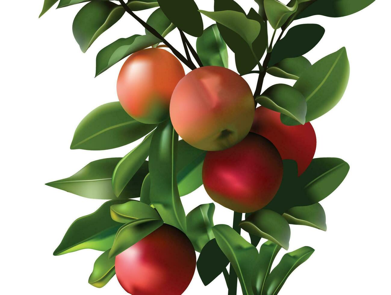 Apple fruit tree red green color background vector. vector